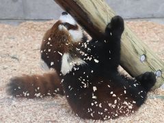 ２度目の山口福岡レッサーパンダ遠征も寒波到来にやきもき（５）到津の森公園（前編）レッサーパンダ特集：Hello！野花ちゃん～凌凌パパ・野風ママと一緒に終日展示となったやんちゃ姫はカメラがお嫌い＆寂しがりやで甘えん坊な笑笑坊ちゃん