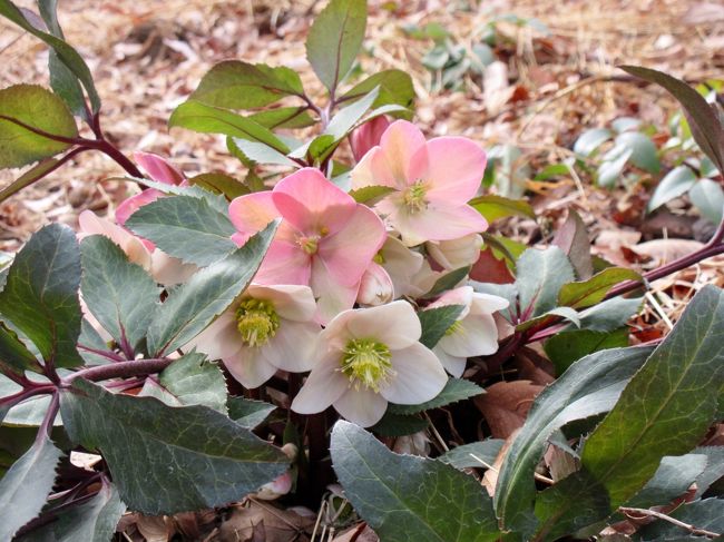 華やかではないが 趣きのある花<br />クリスマスローズ<br /><br />在り方次第で この上なく お洒落になる この花を観に<br />高崎クリスマスローズガーデンへ<br /><br />スノードロップ、コウム(原種シクラメン)にも出迎えられて<br />林の中を お散歩です(^_-)ノ<br />