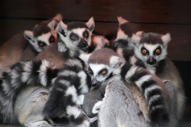 到津の森公園はそれほど大きくない動物園なので、初・来園のときは半日訪問でした。<br />2017年２月の初・山口福岡レッサーパンダ動物園めぐりのときに、３日間で４動物園＋１観光地を、半日で２ヶ所ずつハシゴしたのです。<br />とても大変でしたが、レッサーパンダに注視するのなら、効率よく回れたと思います。<br />でも一方で、レッサーパンダ以外の動物たちをゆっくり見られないのも、ひそかに残念でした。<br />それと、あまりにも慌ただしすぎたので、息切れしました。<br />私は中規模以上の動物園を、レッサーパンダをメインに、１日かけてゆっくり回る方が性に合っているようです。<br />というか、方向音痴・注意力散漫・観察力のない私が、昼間、他とハシゴしなければ他の動物たちも見られた時間に、時間との戦いで移動するのは、相当テンションが高くないと、きついみたいです（苦笑）。<br />ただ、レッサーパンダは比較的長く昼寝をする動物ですから、展示数が少ないと、小規模な動物園では時間を持てあましてしまうのも確かです。<br />あのとき訪れた５園のうち、４園は、一日中いるのはビミョウに長すぎるけど、半日で他とハシゴするには時間が足らなすぎると思いました。<br /><br />なので、到津の森公園は、せっかくレッサーパンダの赤ちゃんが去年生まれて家族が増えたこともあり、どこともハシゴせず、一日当てたいと思っていました。<br />とりわけ樹冠の世界・林床の世界エリアは、動物たちを展示場の複数からのアングルから見ることができて、うまくすれば人工物がフレームインしない動物写真も撮れそうな、魅力的なところでしたから。<br />たしかに、一日はビミョウに長かったですが、それも回り方や天候や動物園側の展示の仕方次第だったともいえると思いました。<br />キリンやゾウなど、午前と午後とで展示が交代になる動物のことを知っていれば、そのタイミングに合わせて見に行くのに忙しかったと思いますし、風が強くて展示時間が繰り上がったり、遅く出てきたり、あるいは出ていなかった子もいたようです。<br />たとえば、キリンの赤ちゃんは、午前中、お母さんと一緒に出ていたのを見逃したのかもしれませんし、かなり風が冷たくて寒い日だったので展示中止になったのかもしれません（事前の情報不足で、キリンの赤ちゃんがいることは、地元の常連さんから聞きました）。<br />ライオン展示場が修復中だったので、ライオンの展示が中止だったのも残念でした。<br />平日だったのでイベントも少なかったです。<br /><br />とはいえ、レッサーパンダが４頭もいて、リンリン・パパ、野風ママや野花ちゃんは、わりとしっかり昼寝を取るチームでしたが、笑笑（クスクス）坊ちゃんは、あんまり昼寝せず、活動している時間が長かったです。<br />他の動物たちを見に行きたいというジレンマが少なかったので、レッサーパンダたちをゆっくり見ていられました。<br />レッサーパンダたちが昼寝したときには他の動物たちを見に行きましたが、アライグマやワライカワセミ、チンパンジーやマンドリルなど、他のもう少し規模の大きな動物園では、関心があっても時間がなくて割愛しそうな動物たちをゆっくり見ることができました。<br />寒さをしのぐワオギツネザルたちも可愛かったですし、当園は私にとって珍しいクロキツネザルがたくさんいました。<br />マンドリルの赤ちゃんもばっちり見られました。<br />らぶらぶなプレーリードッグにはたくさん笑わせてもらいました@<br /><br />＜2018年の誕生日を挟んだ前泊から２泊２日の２度目の山口福岡のレッサーパンダ遠征の旅行記のシリーズ構成＞<br />□（１）不安だらけだった新山口前泊とアクセス＆今度こそ山口グルメ～路線バスの車窓の外と秋吉台サファリランドの雪景色<br />□（２）秋吉台サファリランド（前編）レッサーパンダ特集：雪の上で大はしゃぎの耀くん輝くん＆弟たちに相手にされず、ちょっと切ない優花ちゃん<br />□（３）秋吉台サファリランド（後編）写真専用カーで撮った雪景色のサファリゾーンの動物たち＆ライオン・ホワイトタイガーエサやり体験やキッズサファリの動物たち<br />□（４）小倉前泊のホテルリリーフ＆小倉グルメとおみやげ成らず、代わりに北九州空港グルメとおみやげ<br />□（５）到津の森公園（前編）レッサーパンダ特集：Hello！野花ちゃん～凌凌パパ・野風ママと一緒に終日展示となったやんちゃ姫はカメラがお嫌い＆寂しがりやで甘えん坊な笑笑坊ちゃん<br />■（６）到津の森公園（後編）かすかに雪が降った寒空の下の草原の世界・林床の世界・樹冠の世界の動物たち～大人とガラッと違うマンドリルの赤ちゃんや寒くて固まっていたキツネザルたち他<br /><br />※ただし、順不同に作成しています。<br /><br />到津の森公園の公式サイト<br />http://www.itozu-zoo.jp/<br />西鉄バスの公式サイト<br />http://www.nishitetsu.jp/<br />北九州空港の公式サイト<br />http://www.kitakyu-air.jp/<br /><br />＜タイムメモ（全行程＆到津の森公園詳細版）＞<br />【2018年１月27日（土）前泊】<br />16:00すぎ　早めに家を出る<br />18:17　品川駅発新幹線のぞみ57号博多行きに乗車（指定席）<br />（※１本前は16:17発。17時台ののぞみは新山口駅に停車しない。）<br />22:35　新山口駅に到着<br />22:40-23:30　新山口駅新幹線口「三代目網元 魚鮮水産 アイスタ新山口店」で山口グルメの夕食<br />23:40頃　ホテル東横イン新山口新幹線口にチェックイン<br /><br />【2018年１月28日（日）】<br />07:00　起床<br />07:50-08:10　ホテルのバイキング朝食<br />08:20　ホテルをチェックアウト（ちょっとぎりぎり）<br />08:30　新山口駅新幹線口始発の路線バス（防長交通）に乗車（1,300円）<br />09:20　バス停「絵堂」に到着（定刻）<br />09:30　配車予約していたタクシーで秋吉台サファリランドに到着（1,400円）<br />09:30-16:30　秋吉台サファリランド（3/31まで09:30-16:30開園）<br />17:01　秋吉台サファリランド前バス停から路線バス（防長交通）に乗車（740円）<br />17:30　秋芳洞のバス停に到着（定刻）<br />18:00　秋芳洞発の新山口駅行きの最終バスに乗車（1,170円）<br />18:43　新山新幹線口着（定刻）<br />18:50頃　ホテルに預けた荷物を受け取る<br />（※のんびりしていたので18:58発の新幹線のぞみに乗り損ねた。）<br />19:00～　新山口駅新幹線待合所で待つ<br />19:49　新山口駅発新幹線こだま51号に乗車（各停）<br />（※次の19:58発新幹線のぞみは小倉到着予定20:16）<br />20:20　小倉駅に到着<br />20:25頃　小倉バスセンター下見<br />20:35頃　ホテルリリーフ小倉駅前にチェックイン<br />（※おなかが空かなくて小倉グルメはあきらめ、夕食抜き）<br /><br />【2018年１月29日（月）平日】<br />07:00　起床<br />07:50-08:10　ホテルの朝食<br />08:20　ホテルをチェックアウト<br />08:33頃　小倉駅バスセンター３番乗り場から八幡駅行の路線バス（西鉄バス）に乗車（260円）<br />（※１本前の08:24発のバスが10分遅れで運行）<br />09:00頃　到津の森公園前バス停に到着（約25分）<br />09:05　到津の森公園に入園（09:00開園）<br />09:15-10:15　レッサーパンダ<br />（09:30頃～体重測定と食事）<br />10:20-10:30　アライグマのエサやり<br />10:30-10:45　草原の世界<br />（グレビーシマウマ、アミメキリン）<br />（※ライオンは展示場改修のため展示中止）<br />10:45-11:20　樹冠の世界・林床の世界<br />（ワオキツネザル、マンドリル、クロキツネザル、ワライカワセミ）<br />（チンパンジー、セイロンゾウ、トラ）<br />11:20-11:25　マダガスカルの世界<br />（ワオキツネザル、エリマキキツネザル）<br />11:25-11:30　プレーリードッグ<br />11:35-13:25　レッサーパンダ<br />13:25-13:30　ヤギ・ニホンザル（サル山）<br />13:35　レッサーパンダお昼寝<br />13:40-13:45　チンパンジー<br />13:45-14:45　ランチ休憩<br />14:45-14:50　お食事中のワオキツネザル（樹冠の世界）<br />14:55-16:45　レッサーパンダ<br />（16:00頃から夕食）<br />16:50　動物園を出る（17:00閉園）<br />16:57頃の路線バス（西鉄バス）にぎりぎり乗車<br />（※もともと17:03発に乗る予定だった）<br />17:25頃　小倉バスセンター到着（ほぼ定刻）<br />17:45　小倉バスセンター発エアポートバス（各停）に乗車<br />18:36　北九州空港に到着（ほぼ定刻）<br />18:45-19:00　おみやげの買い物<br />19:40　北九州空港発ANA3890 SFJに搭乗<br />（搭乗開始19:20頃）<br />21:05頃　羽田空港に到着（定刻だと21:20）<br />21:35　川越行き最終リムジンバスに乗車<br />23:00すぎに帰宅<br />（※新幹線だと01:00帰宅予定）<br /><br />※これまでの動物旅行記の目次を作成済。随時更新中。<br />「動物／動物園と水族館の旅行記～レッサーパンダ大好き～　目次」<br />http://4travel.jp/travelogue/10744070<br /><br />※初訪問で半日だけ訪れた前回の到津の森公園とアクセス関連の旅行記<br />2017年２月10日（前泊）～２月11日<br />「初・山口福岡レッサーパンダ遠征はこの冬最大の寒波到来（８）高速バスで小倉アクセス＆小倉グルメと前泊の東横イン小倉南口＆２時間早めた帰宅で大急ぎで買った山口みやげ」<br />https://4travel.jp/travelogue/11215528<br />「初・山口福岡レッサーパンダ遠征はこの冬最大の寒波到来（９）到津の森公園動物園：体重測定と朝ごはんタイムが見られたリンリンくん・野風ちゃん・笑笑（クスクス）坊ちゃん＆展示が工夫された草原の世界と林床の世界の動物たち」<br />http://4travel.jp/travelogue/11223207<br />