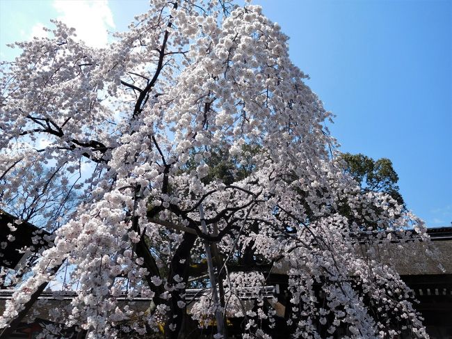 ２０１７年４月３日　京都　その３　平野神社の桜と北野天満宮 上七軒