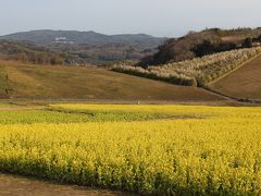 早春の花々を愛でに*淡路島へ【絵島・花さじき・伊弉諾神宮・きとら・立川水仙郷・たこせんべいの里】