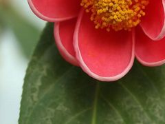 淡路島のお出かけ。奇跡の星の植物館・本福寺水御堂