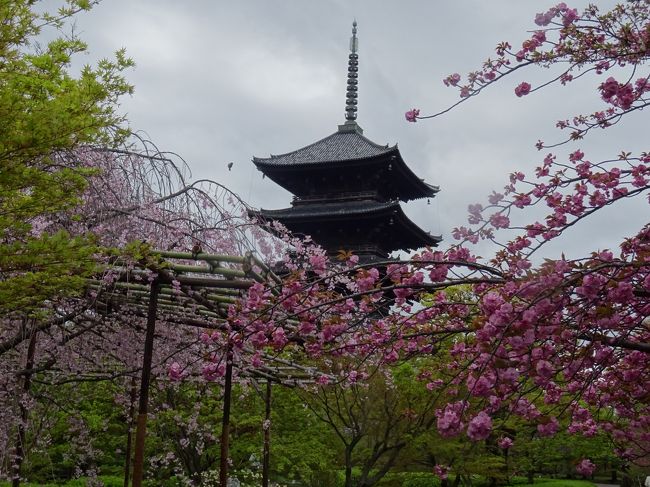 京都の世界遺産１７箇所を巡るのが目標<br />年に一回しか行けないので、一体何年かかるのでしょうか（笑）<br />今までに一度も行ったところのない所を先にまわる予定です<br /><br />２０１７年４月　２回目スタート<br />行き：新千歳空港⇒神戸空港<br />4月17日は午後から雨に降られました<br />4月18日は帰りの飛行機の時間まで昼の東寺に向かいます<br /><br />