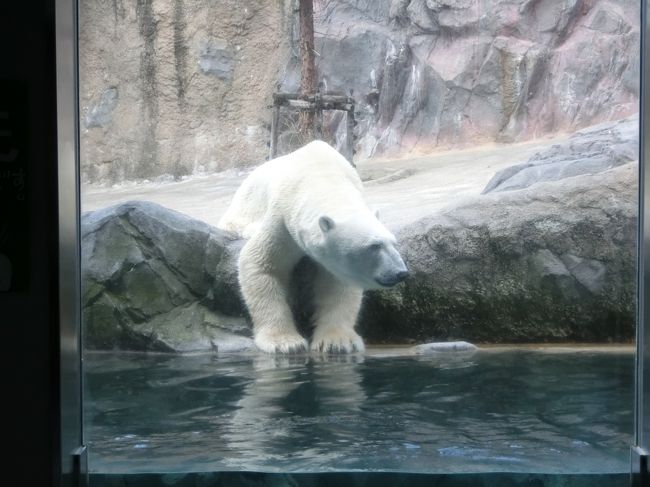 小学１年生と行った夏休みの北海道旅行の続きです。<br />今日は旭山動物園に行きました！<br />