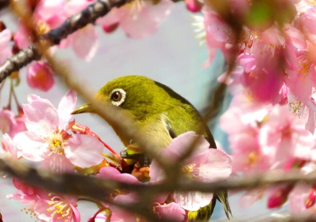 Japan　春がきたぁ！2018　明治神宮から新宿御苑への途中で河津桜を愛でる　　～ミツバチばあやの冒険～
