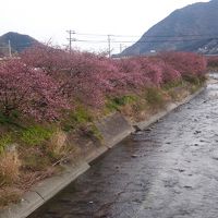 2018年(平成30年)2月修善寺梅林 河津桜並木 下田温泉と伊豆大島一周(椿祭りと三原山)①