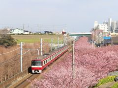 三浦海岸桜まつり