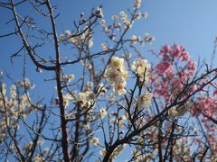 春はもう少し先 中伊豆～土肥金山 温泉＆グルメ旅