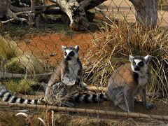 ２０１８年２月　山口・宇部　常盤公園　その２　野外彫刻広場のＵＢＥビエンナーレと動物園