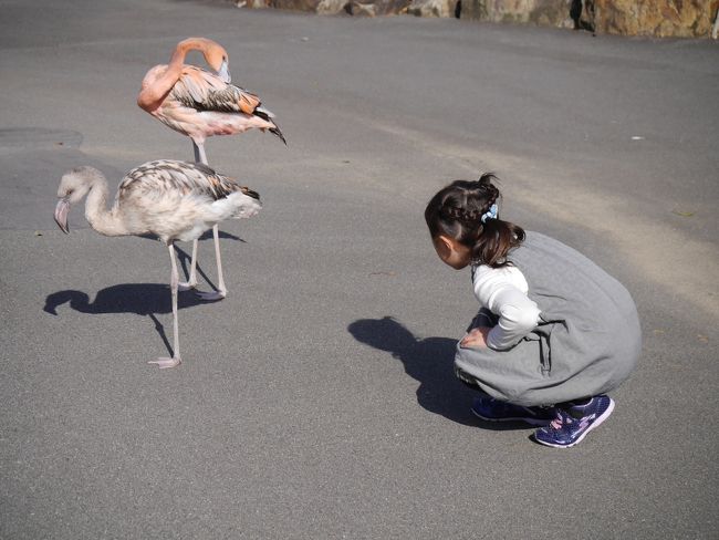 ６歳の姫と１歳のボクちゃん、ばぁばと４人で白浜に行きました。<br />宿泊は、ホテル白浜古雅の井リゾート&amp;スパ<br />キャンペーン割引をしていて、４人全員で、３万円未満でした☆<br /><br />１日目　AM　新庄総合公園<br />　　　　昼食　とれとれ亭<br />　　　　PM　ホテルにチェックイン後、ホテルのプールへ。<br />　　　　夕食　ホテルのバイキング<br /><br />２日目　朝食　ホテルのバイキング<br />　　　　チェックアウト後、アドベンチャーワールドへ。<br />　　　　夕方　とれとれの湯でお風呂に入る<br />　　　　夕食　とれとれの湯の食事処「湯上がり亭」<br />