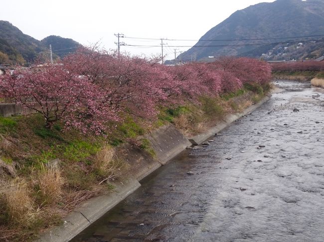 伊豆半島の修善寺梅林 河津桜と伊豆大島の椿祭り 三原山を1泊2日でｸﾗﾌﾞﾂｰﾘｽﾞﾑ社のﾊﾞｽﾂｱｰに妻と参加しました｡<br />今年は例年より寒いため､お花の咲き具合は遅れていましたが､楽しめました｡<br />{旅程}<br />★①2/21(水)南越谷ｰ三島ｰ中伊豆(修善寺梅林 河津桜)ｰ玉泉寺(泊)下田温泉<br />②2/22(木)稲取ｰ大島(都立大島公園 三原山 波浮港 地層断層 椿花ｶﾞｰﾃﾞﾝ)ｰ稲取ｰ南越谷<br /><br />1)南越谷8:13-東北道-首都高(C2)-東名道(海老名SA9:55-10:10)-小田原厚木道路-箱根新道-国道1号線(三島ｽｶｲｳｫｰｸを見て)三島ﾌﾙｰﾂﾊﾟｰｸで休憩(11:20-11:45)-(昼食釜揚げｼﾗｽ弁当を食べながら)-伊豆縦貫道路-伊豆中央道-修善寺道路を走ります｡<br />2)修善寺梅林(2分咲き位)(12:15-13:08)(約1000本の梅祭り中で露天市会場 西梅林(白梅 紅梅 竹林) 東梅林(富士山ﾋﾞｭｰｽﾎﾟｯﾄ 尾崎紅葉句碑 市川左団次句碑 修善寺物語碑 売店(鮎を焼いている所)) 中村吉右衛門句碑 新井旅館(双咬山荘)等梅祭りを楽しみます｡<br />3)下田街道(月ヶ瀬 嵯峨沢 湯ヶ島 浄蓮ﾉ滝 旧天城街道)天城ﾄﾝﾈﾙを抜け(河津七滝)河津七滝ﾙｰﾌﾟ橋を下り(湯ヶ野) 河津 涅槃堂 河津桜原木を見てPへ<br />4)河津桜(14:10-15:20) 笹原公園(足湯処) 菜の花ﾛｰﾄﾞ 来宮橋 豊泉ﾉ桜 足湯処 (遠くに峰温泉大噴湯公園) 河津桜ﾄﾝﾈﾙ 音蔵ﾉ桜 ｶﾜｽﾞｲﾃﾞﾕ橋 豊泉橋 出店で金目鯛葱塩ﾀﾚ焼500円を戴きます｡) 観光交流館 かじやの桜を見て､ｺﾝﾋﾞﾆに寄り(ﾊﾞｽで河津駅 白濱神社 下田に向かいます｡)<br />5)下田聚楽ホテル着15:50 近くの玉泉寺(16:15-17:00)(旧ｱﾒﾘｶ領事館跡地でﾊﾘｽ記念館400円 ﾛｼｱ乗員･黒船乗員の墓 ﾊﾘｽ記念碑等) 三島神社 偽層等を散策します｡露天風呂(17:10-17:50) 夕食は海の幸会席(18:00-19:00)を戴きます｡