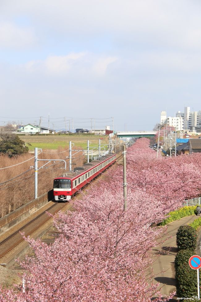 先日の松田山に続き三浦海岸へ河津桜を見に出掛けました。<br />ここ三浦海岸では、三浦海岸駅から小松ケ池公園まで京浜急行の線路沿いの約1kmにわたり約1,000本の河津桜が植えられています。<br />河津桜と菜の花と京急電車も一緒に撮れれるため、鉄ちゃん（撮鉄）にも人気があります。<br /><br />第16回　三浦海岸桜まつりは、2月5日～3月4日の予定です。