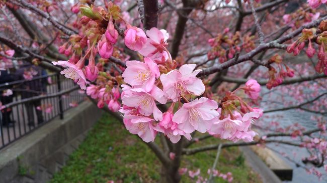 河津桜祭りに行ってみた。<br />残念ながら3分咲だったが、所によっては8分咲も見ることができた。<br />何より観光客が少なめなのがよかった。<br />沿道の出店で試食をしながらゆっくり花見ができた。