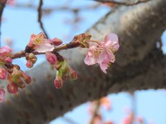 温かく(最高気温15℃)なり、開花が進んだふじみ野市の河津桜