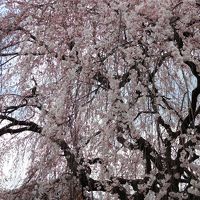 ２０１７年４月３日　京都　その４　千本釈迦堂、釘抜地蔵、雨宝院、妙蓮寺、本法寺、本満寺