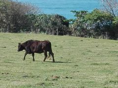 2018.2　DISCOVER-JAPANニッポン再発見　ふるさと応援割で徳之島　牛を見ながら島周遊