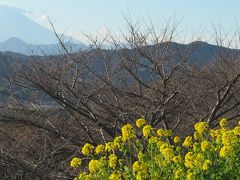 高麗山から湘南平ハイキング、そのあと二宮で菜の花と富士山の饗宴