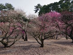 栗林公園の梅、見頃でした。