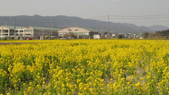 鎌倉・南房総の旅 最終です。<br />◎鴨川ホテル三日月<br />◎菜な畑ロード<br />◎道の駅おおつの里<br />◎ハイウエイオアシス富楽里<br />◎海ほたる
