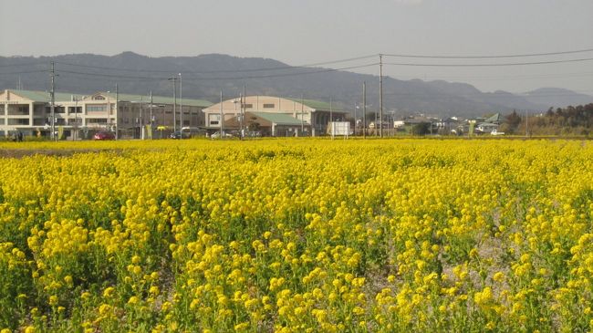 鎌倉・南房総の旅　最終です。<br />◎鴨川ホテル三日月<br />◎菜な畑ロード<br />◎道の駅おおつの里<br />◎ハイウエイオアシス富楽里<br />◎海ほたる