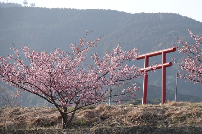 伊豆の河津桜がまだ見頃ではないらしい、　会社の同僚から八千代桜まつり らしいのがあると聞いたので見に行ってみた、　さほど期待はしてなかったが現地に着いて更にまだまだだなと思ってしまった、　もう来ることはないかなと思いながら撮ってみました。