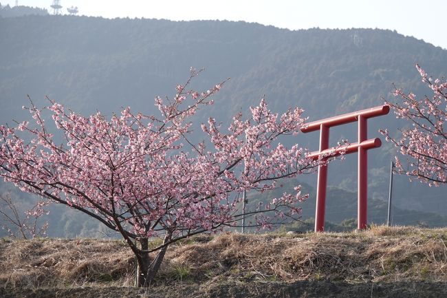 伊豆の河津桜がまだ見頃ではないらしい、 会社の同僚から八千代桜まつり らしいのがあると聞いたので見に行ってみた、 さほど期待はしてなかったが現地に着いて更にまだまだだなと思ってしまった、 もう来ることはないかなと思いながら撮ってみました。