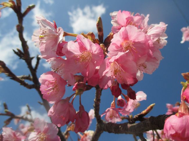 何年越しかの密かな夢、「河津桜が見たい」「南伊豆フリー乗車券を使って旅をしたい」「お誕生日割引でお得に宿泊したい」の3つを叶えるため、金曜日に振休を取って、金~土曜の1泊2日で伊豆へ行ってきました。