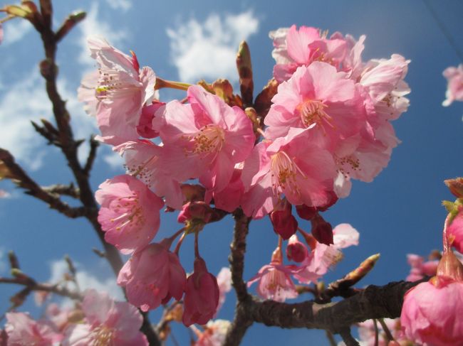 何年越しかの密かな夢、「河津桜が見たい」「南伊豆フリー乗車券を使って旅をしたい」「お誕生日割引でお得に宿泊したい」の3つを叶えるため、金曜日に振休を取って、金～土曜の1泊2日で伊豆へ行ってきました。