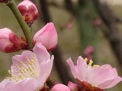 大阪城公園の梅とホテルビュッフェでイチゴスイーツを楽しむ