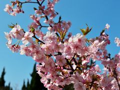 四浦半島の河津桜2018