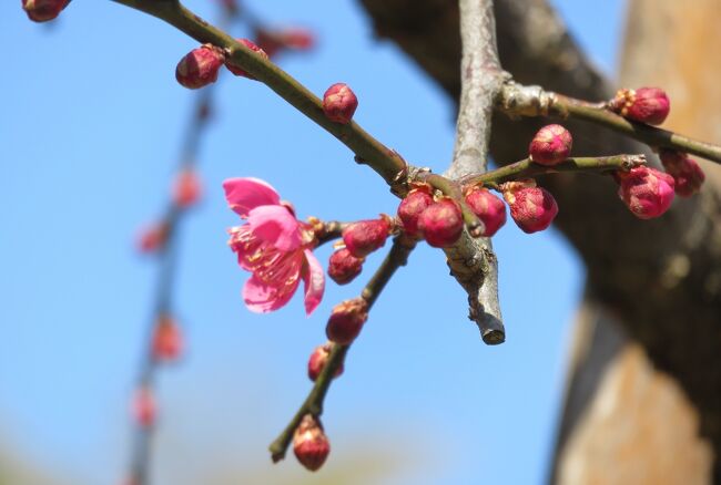 やっと花一輪が咲いた枝垂れ梅の紹介です。名古屋市農業センターには、12種類の枝垂れ梅が約700本栽培されていますが、その花の紹介は説明パネルの写真になりました。一輪咲きでも、梅の花には風情があります(ウィキペディア)