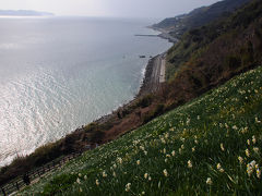 水仙咲く国生みの島へ【１】～伊弉諾神宮と灘黒岩水仙郷～