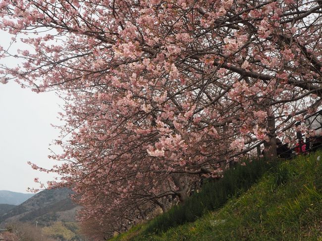 2018年 河津桜まつり