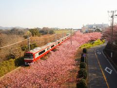 河津桜と海を見に、三浦海岸へ行ってきた。