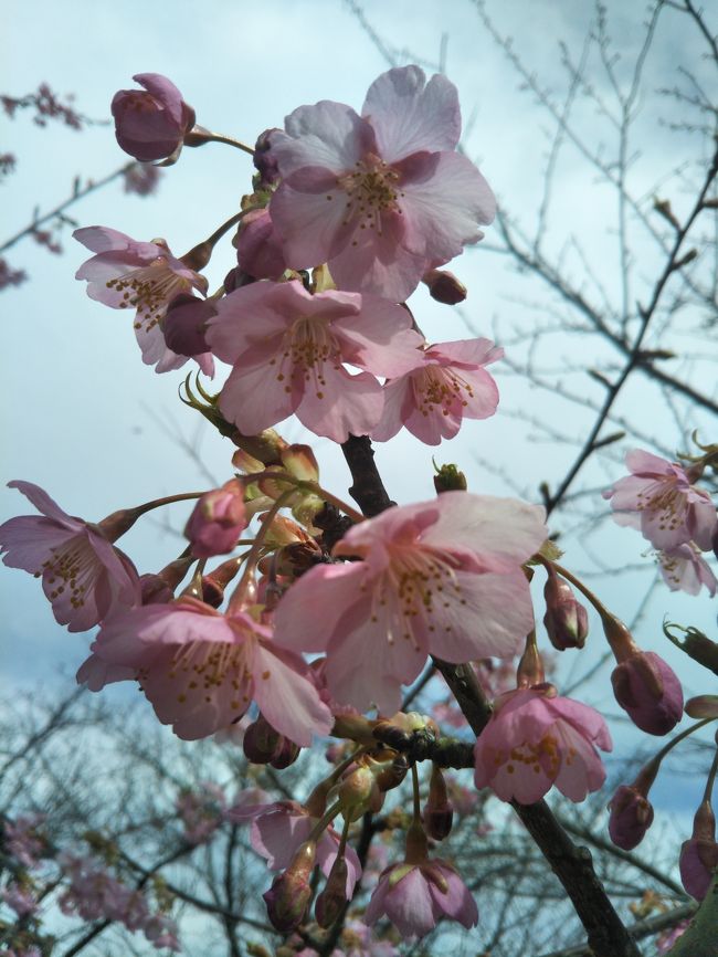 車も暖房を切る程の暖かさで満開を期待してわくわくして出掛けましたが、今日はせっかちな性格が出たようで、桜の花とは相性が良くなかったようです。<br />唯一の開花<br /><br />満開の見頃は3月5日?10日頃が見頃ですね。<br />聖崎公園を立ち寄ってから知多半島を一巡りです。<br /><br />今日、３/９に再び出掛けて来ました。<br />満開でしたよ。<br />