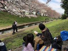 お花見～横浜市都筑区折本町・江川せせらぎ緑道