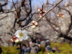 梅ヶ丘（羽根木公園）の世田谷梅まつり