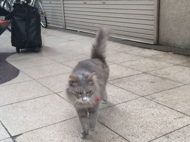 スタスタと。<br />モデルのウォーキングのように…。<br /><br />慌てることなく心動じることなく、商店街の中央を闊歩しているネコがいます。<br /><br /><br />なに?<br />触りたいの?撫でたいの?いいわ。よくてよ。<br /><br />媚びることなく、気高い女優のように、スタアのように。<br />笑顔で屈みながらねこちゃーんと哀願してる私にも近づいて来てくれます。<br /><br />そう。そうなのよ。ウチのネコちゃん。スタアなのよ。あのグーグルが撮影しに来たのよと、飼い主さん。てか、マネージャーみたい。<br />どやら世界初のグーグルビューネコ目線…らしい。そのモデルになったネコみたい。<br /><br />もし知っていれば、もっとキャー!と黄色い声援をおくっていたかもしんないね。<br /><br /><br /><br />尾道にて。<br />坂と映画、そしてネコで有名な街…。<br /><br />そんなネコ好きにはたまらない旅が始まります。<br />