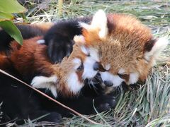 夜行バスと新幹線で神戸レッサーパンダ遠征とグルメの再訪（２）王子動物園（前編）３大アイドル編＜レッサーパンダ＞親子４頭同居と飼育員さんの抱っこ＆＜ジャイアントパンダ＞笹ごはんの時は背を向けちゃったタンタンちゃん＆＜コアラ＞埼玉ズーの赤ちゃんより先に神戸の赤ちゃんに会えた！