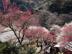 熱海梅園 と 糸川桜 へ