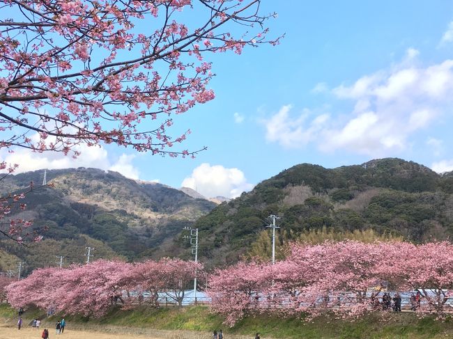 ここ数年毎年この時期河津桜を見に行っています。<br />そろそろ見ごろと河津町のＨＰで見たので<br />お天気が良い今日急遽一人で行ってきました<br />でもまだ６分から８分咲きでもう少しって感じでした。<br />でも違う楽しみがあってとっても楽しい一日でした。<br />来週は満開でしょうきっと。