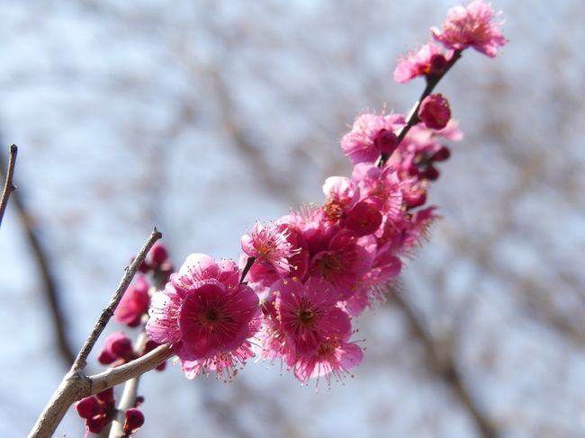 深谷市の「ふかや緑の王国」の梅林に行ってきました。３月３～４日が梅まつりですが、今のところ開花は３割くらいです。梅林には福寿草も咲いています。<br />初めて訪れた「ふかや緑の王国」は思っていた以上に広く、一部の梅林だけしか回れませんでした。