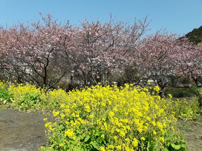 早咲きの桜でおなじみ、河津桜まつりに出かけました。<br /><br />今年はソメイヨシノの開花は早かったのですが、１月２月が寒かったこともあり、河津桜の開花は大きく遅れ、桜祭りの真ん中でもまだ４分咲きぐらい、結果的に祭りが終わっても桜が楽しめる状態でした。<br />