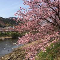 開花は早め、満開までは遅め河津桜祭2018