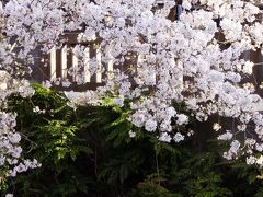 お花見～川崎市多摩区宿河原+一人焼肉+銭湯