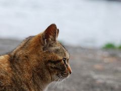 河津桜 と 北川温泉 と 稲取雛のつるし飾りまつり