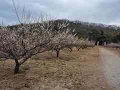 観梅ウオーキング鴻の巣山