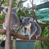 オーストラリア７日目：動物園と土ぼたる