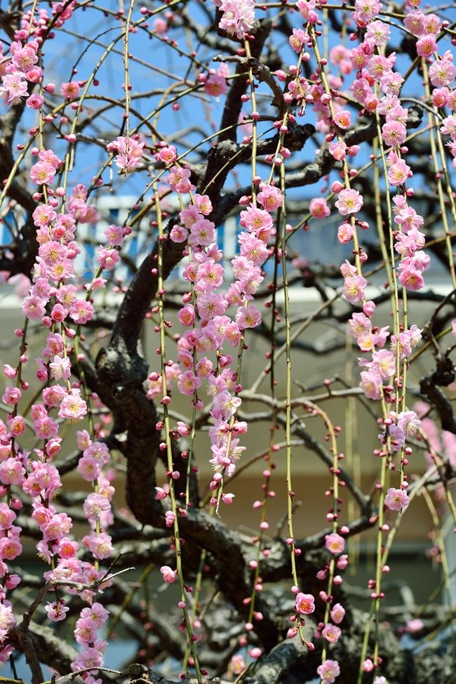 　今年の梅や桜は、平年より約１０日遅れています。　<br />　そろそろ梅の見ごろかと思い、別府の南立石公園へ行ってみました。