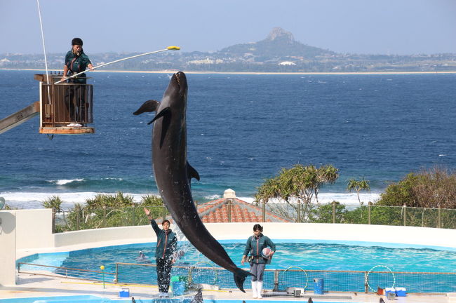 クラブツーリズムのツアーで、１泊２日で沖縄へ出かけてきました。<br />今回の目的は、１日目のホエールウォッチングでしたが、比較的近くからクジラの背びれを見ることができました。<br />２日目は、沖縄旅行の定番ともいえる、美ら海水族館や首里城公園を見学し、夜８時過ぎの飛行機で帰京となりましたが、帰りの飛行機は約１時間遅れとなり、羽田到着が１１時過ぎとなったため、帰宅は０時半過ぎとなりました。